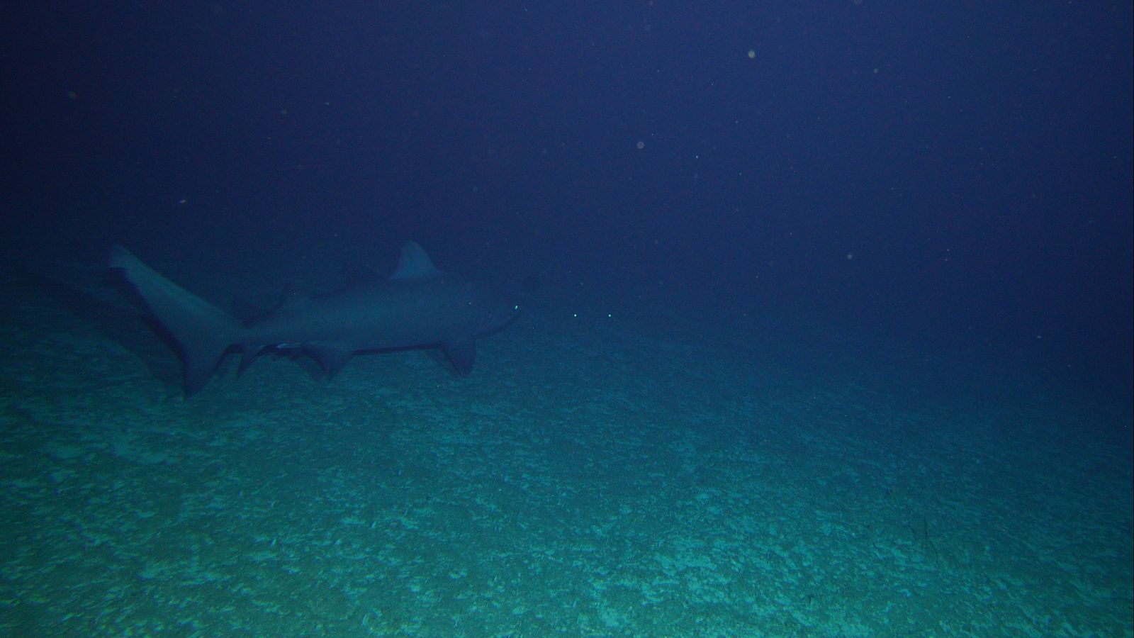 Solraig clapejat ('Carcharias taurus'), un peix molt poc vist, fotografiat per l'expedició