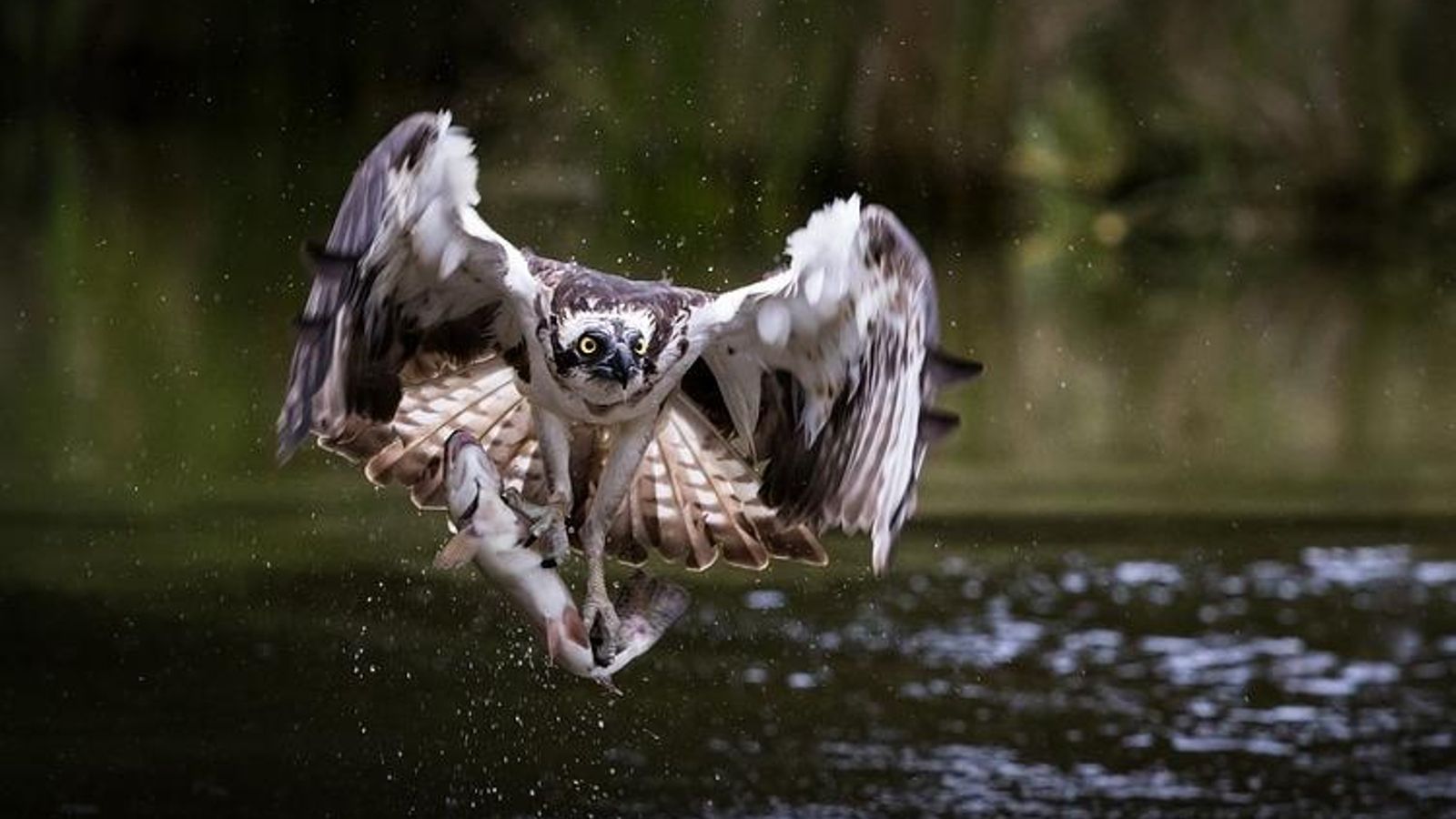 L\'àguila pescadora torna a la Comunitat Valenciana 40 anys després