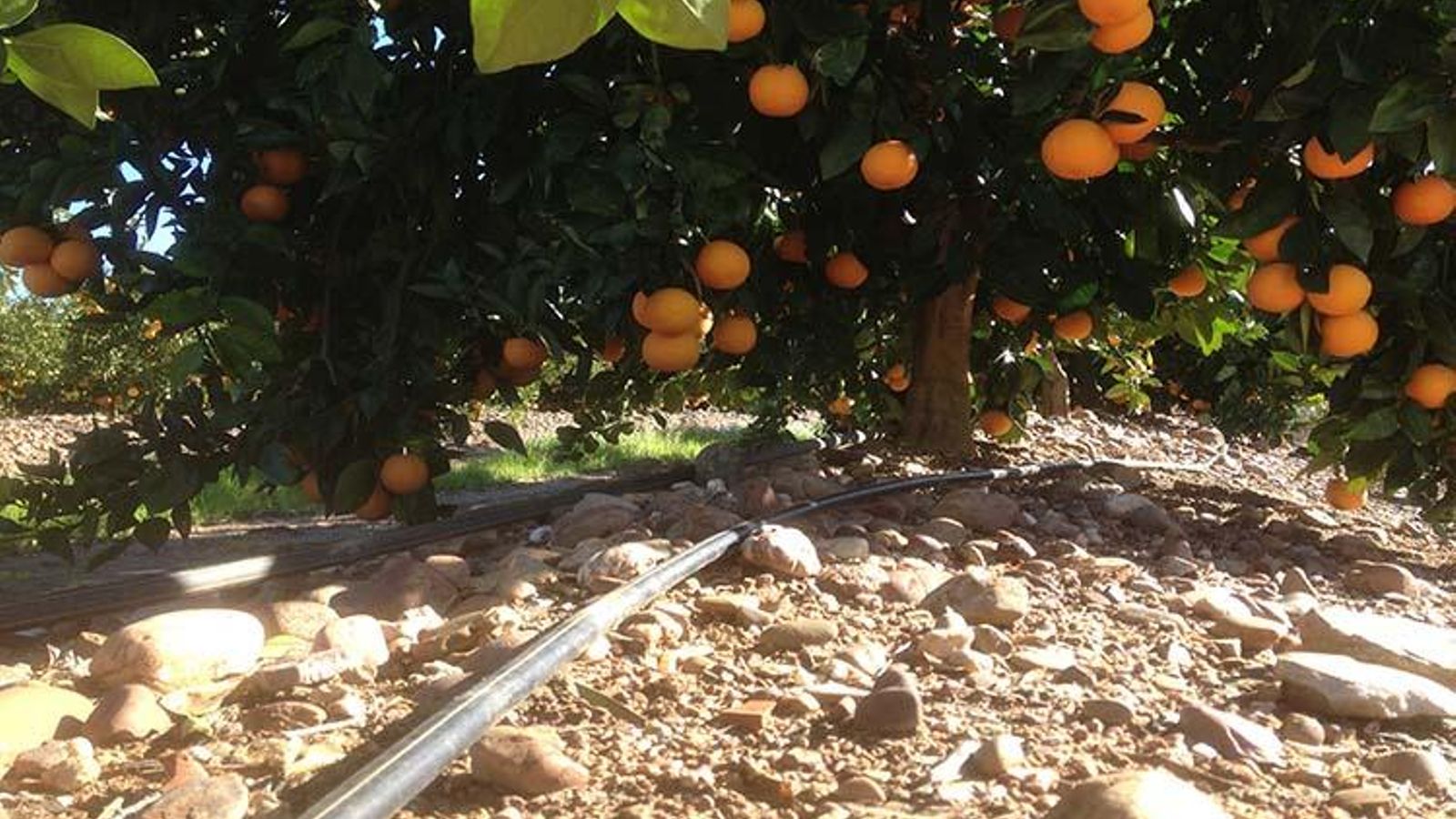 Instal·lacions de reg en un camp citrícola