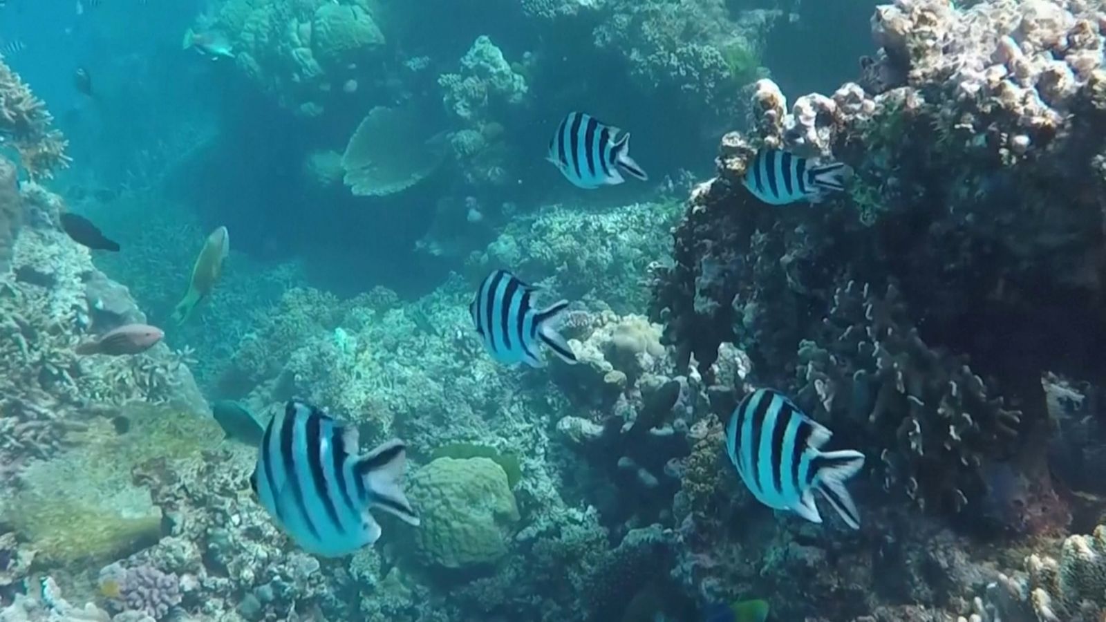 La Gran Barrera de Coral, Austràlia