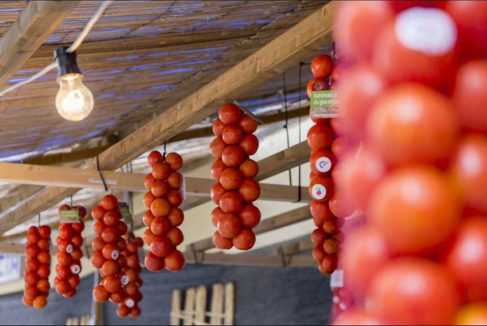 Imatge d'arxiu de la Fira de Tomata de Penjar d'Alcalà de Xivert