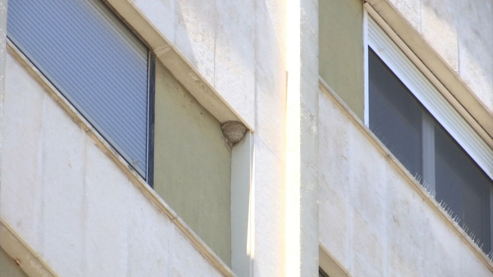 Multes de fins a 200.000 euros per retirar nius d'oronetes