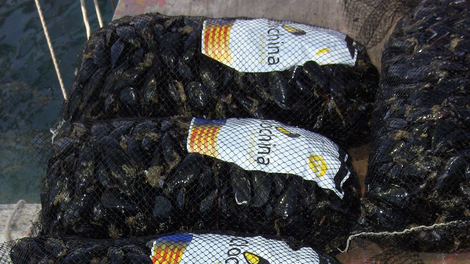 Diversos sacs de clòtxines, criades als ports de València i Sagunt