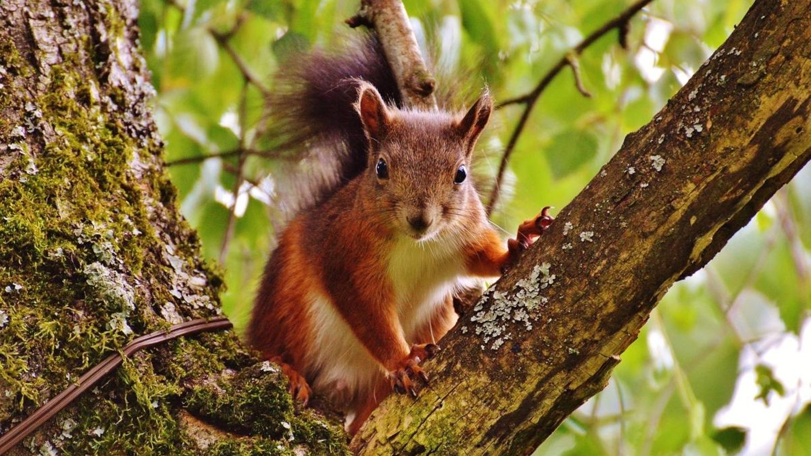 Imatge d'arxiu d'un esquirol roig