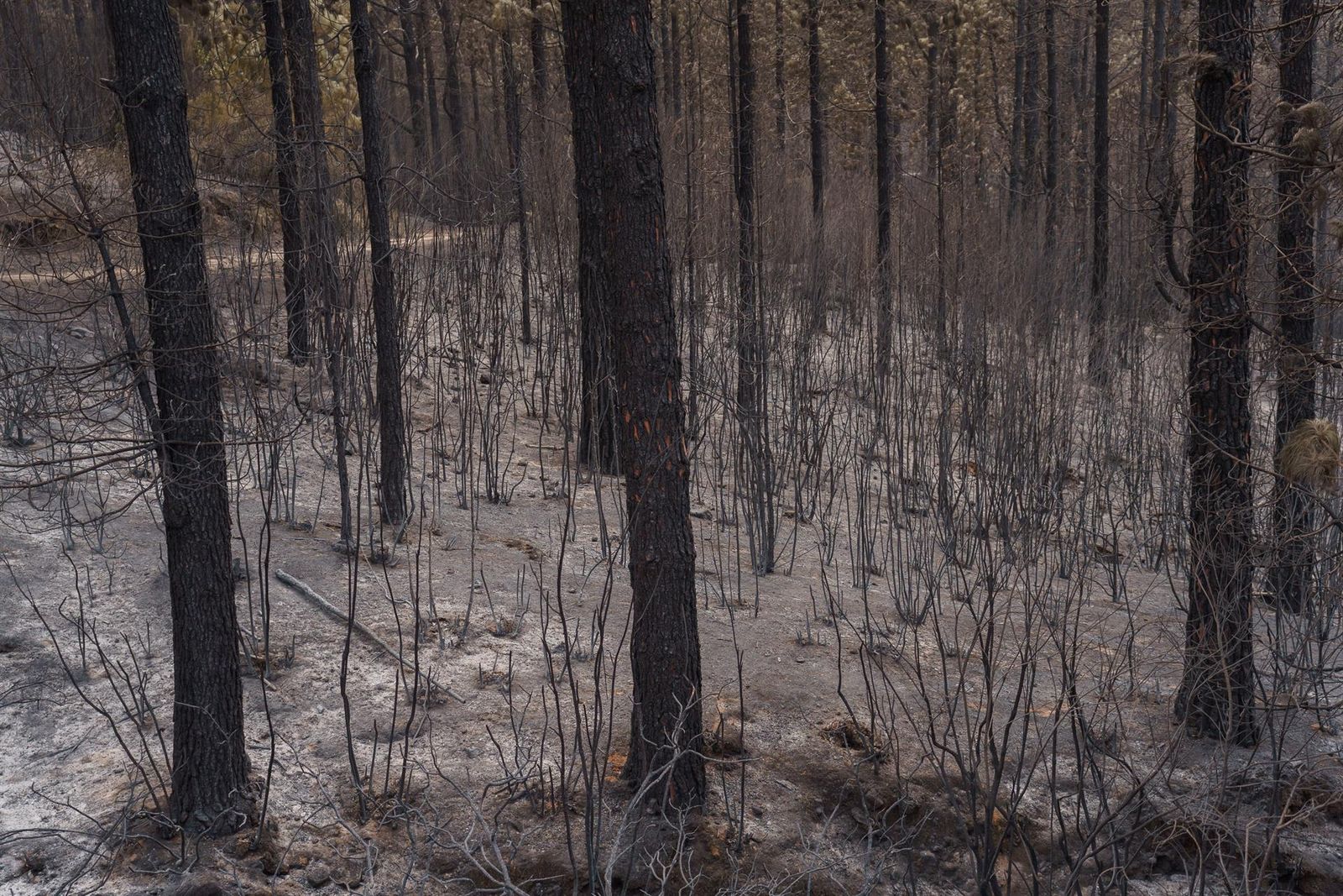 Zona forestal cremada a Los Realejos, Tenerife