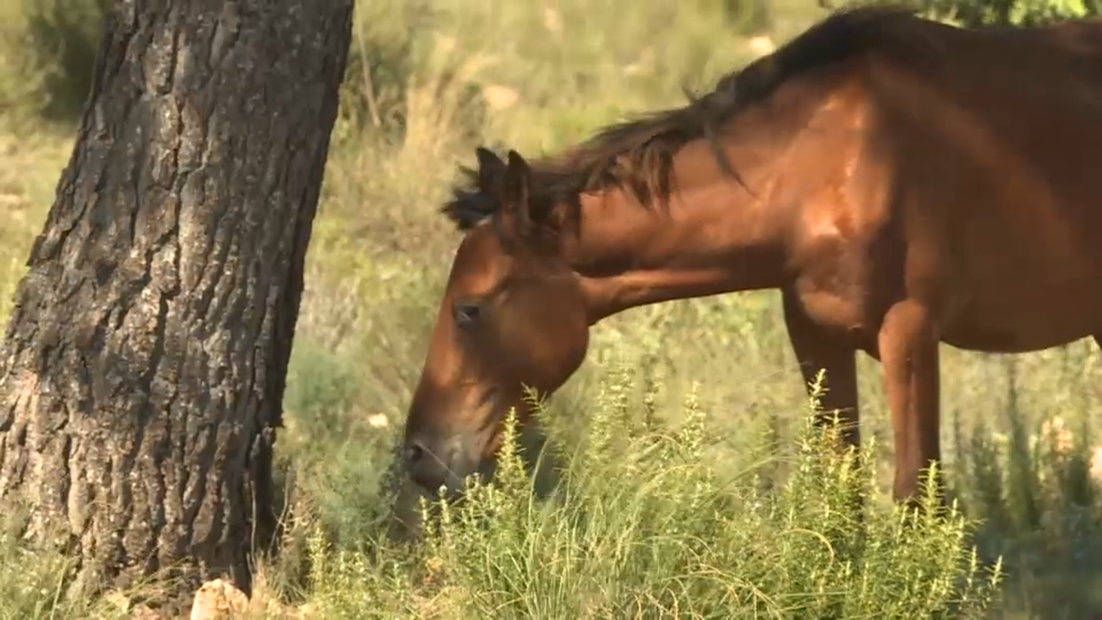 Els cavalls, en pasturar, són una bona manera de prevenir incendis
