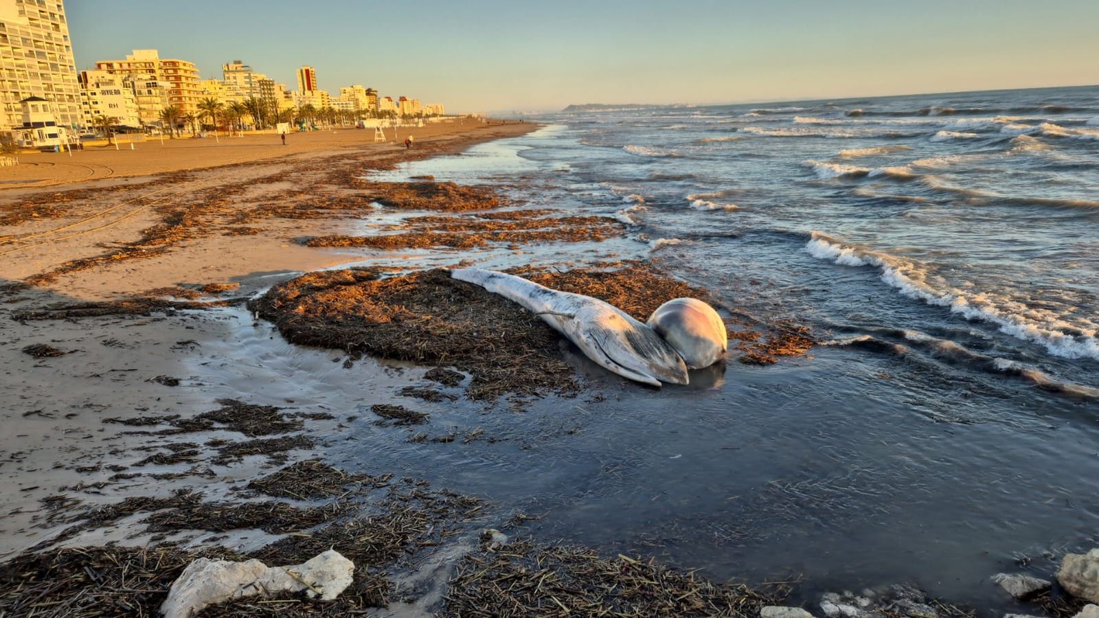 Cetaci aparegut mort esta matinada a Gandia