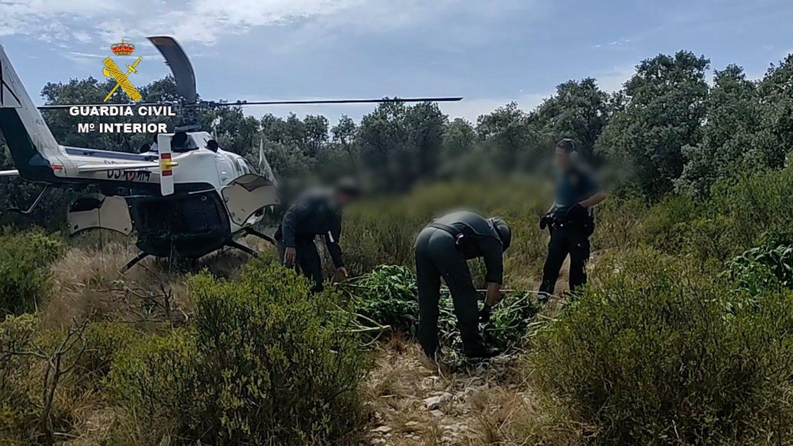 Agents de la Guàrdia Civil amb les plantes de marihuana intervingudes Agents de la Guàrdia Civil amb les plantes de marihuana intervingudes