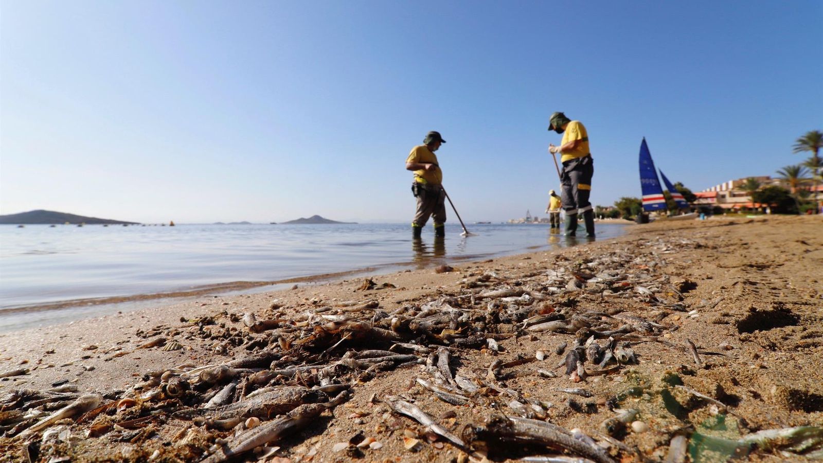 Operaris retiren peixos morts de les platges del Mar Menor a Múrcia