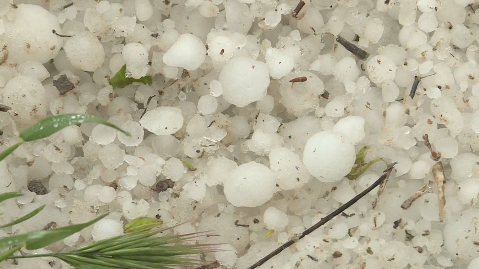 Granís a un cultiu d'Alacant / Arxiu