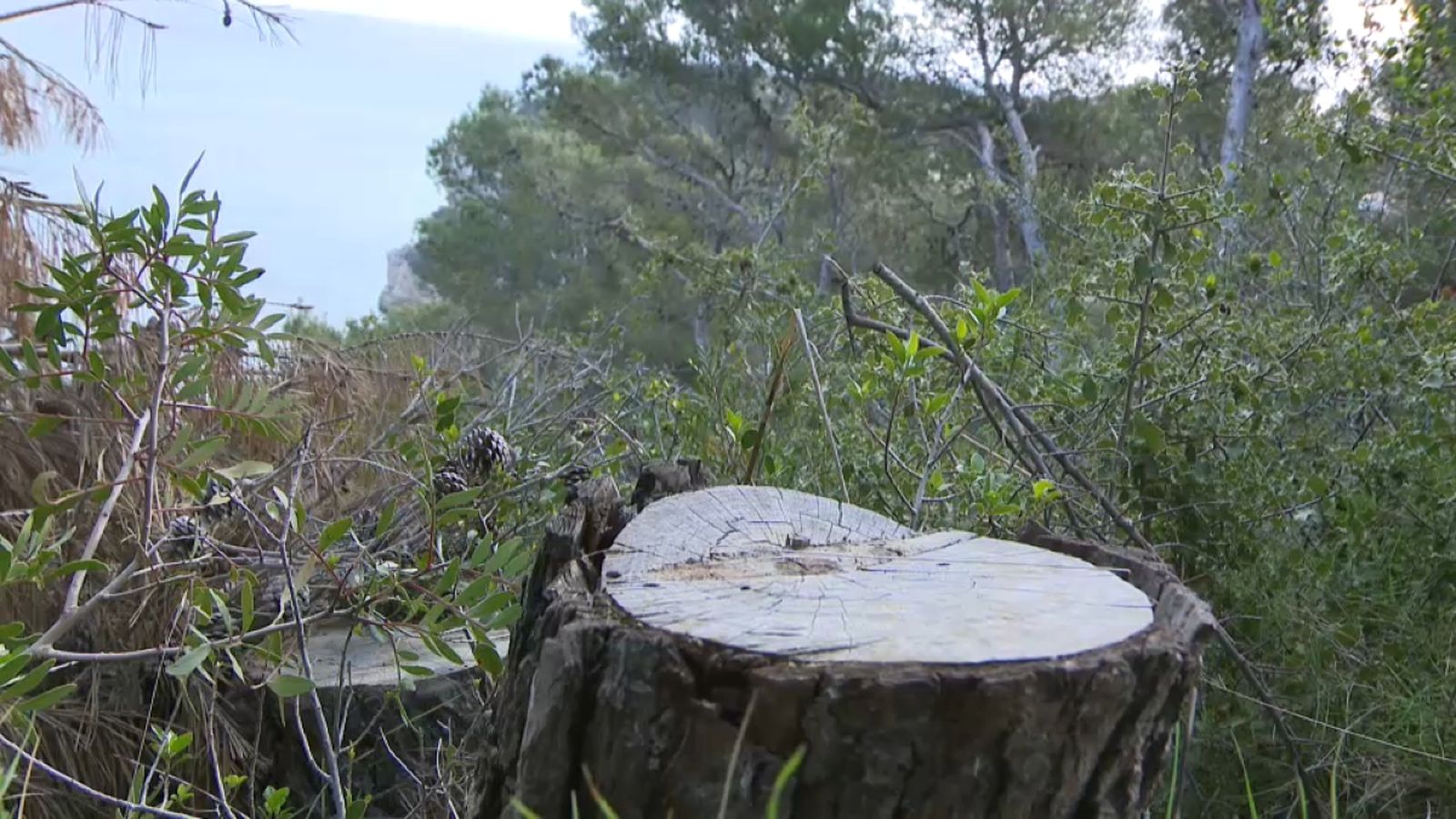 Han talat una vintena d'arbres sans i adults