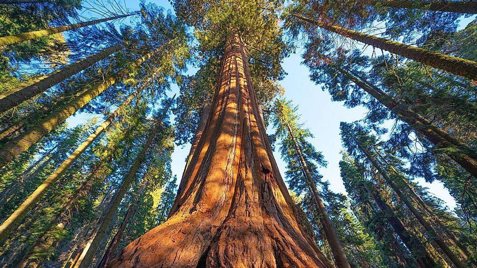 Imatge d'arxiu de sequoies ancestrals Imatge d'arxiu de sequoies ancestrals