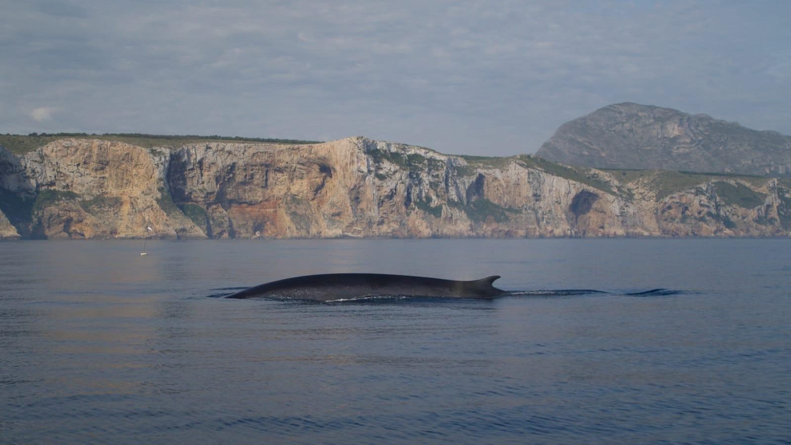 La costa de Dénia és un punt important per al pas de cetacis