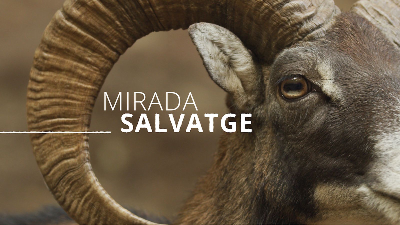 cabecera-miradasalvatge