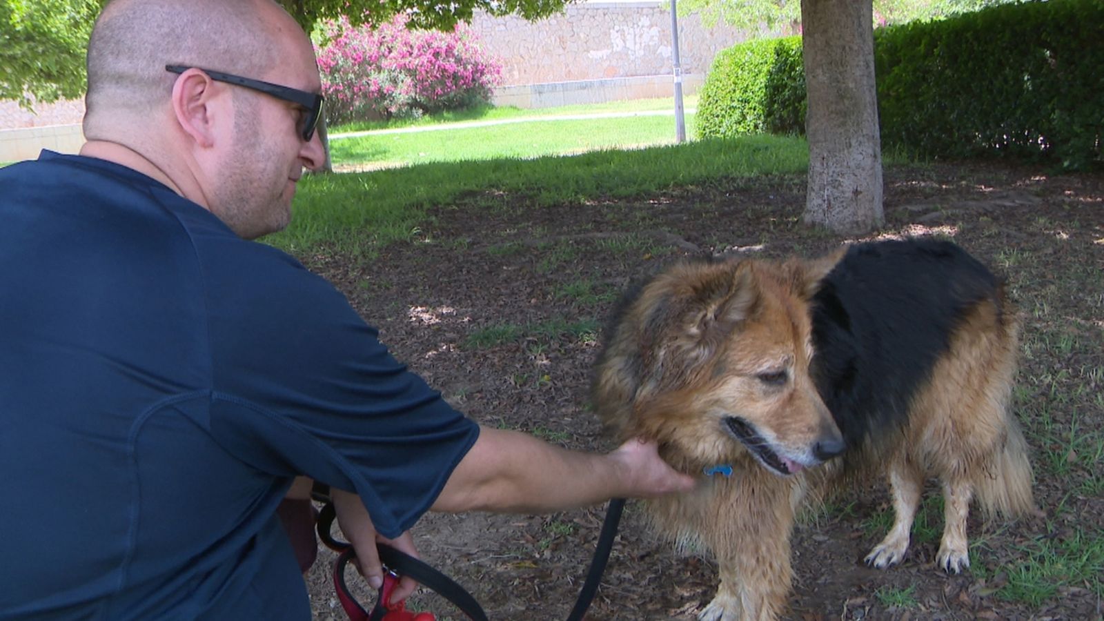 Gossos, de millor amic de l'home a part de la família