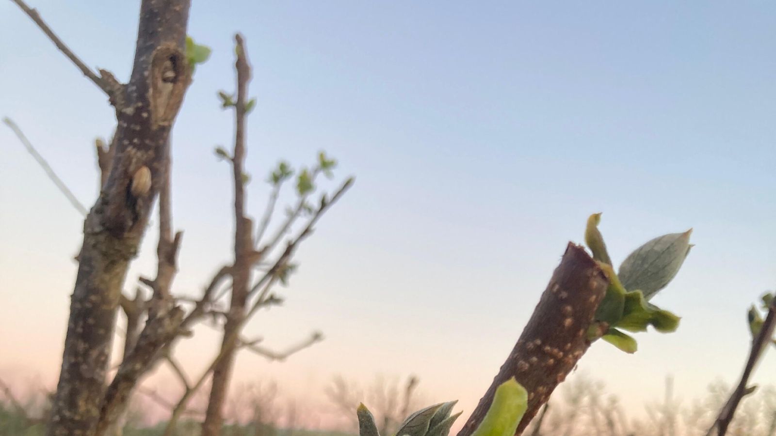 Gelades de finals de març