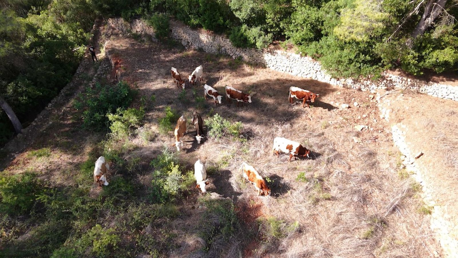 Vaques pasturen a Gata de Gorgos