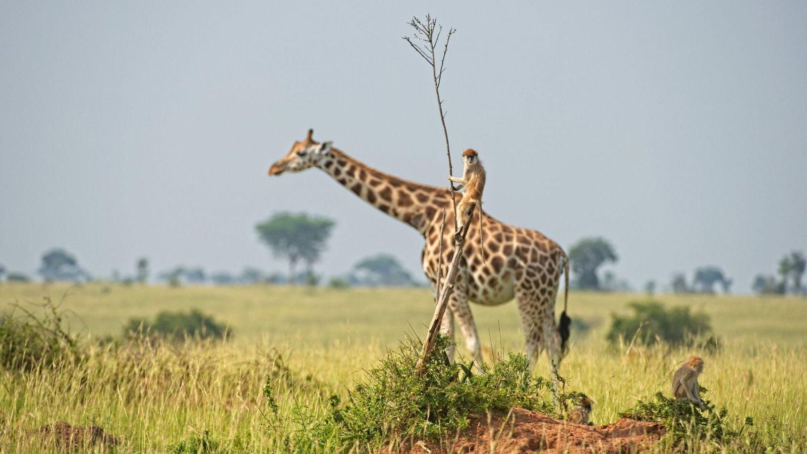 "Mono muntat en una girafa"