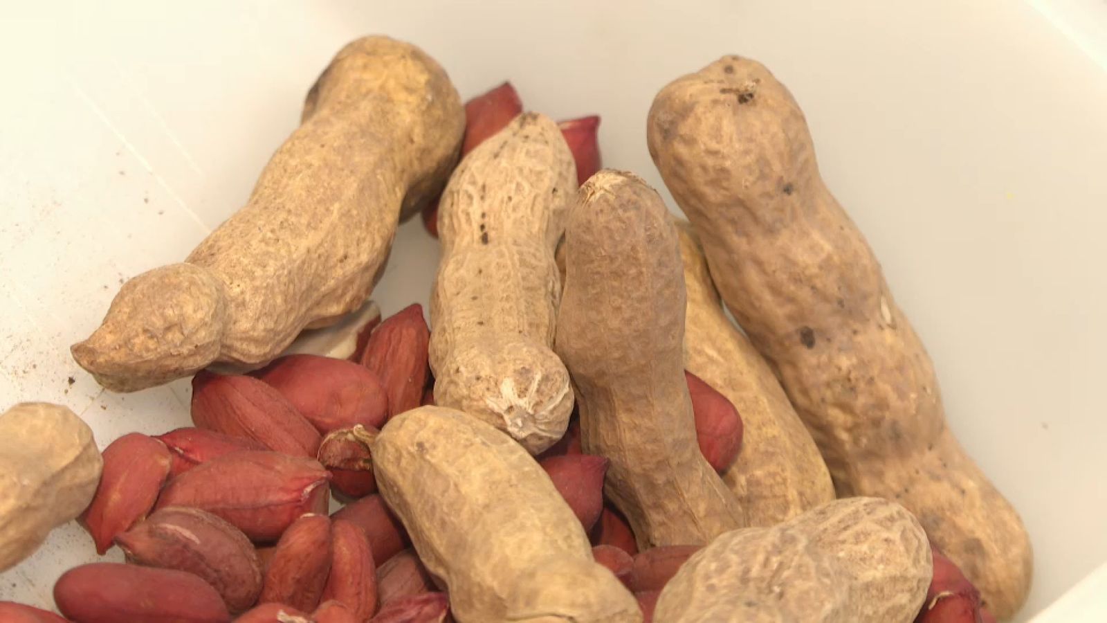 Associació Valenciana de Cacaueters