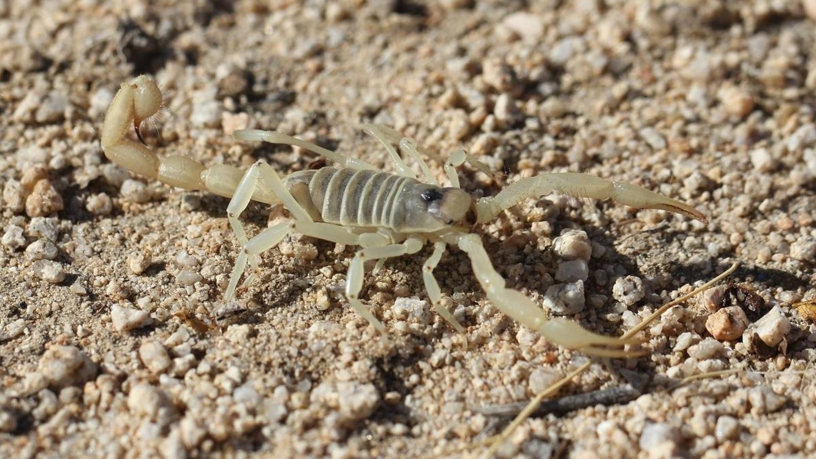 Una jove d'Algemesí, atacada per un alacrà que estava en un enviament de la Xina