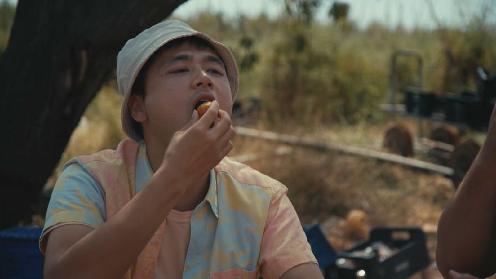 Hu no para de menjar tomaques de penjar en Alcalà de Xivert