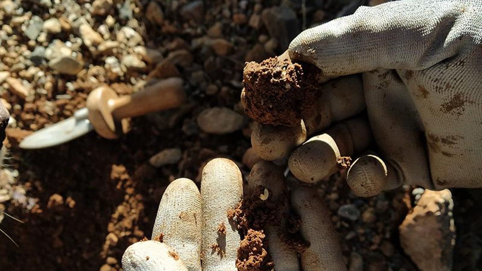 Mostra d'una tòfona afectada per l'escarabat