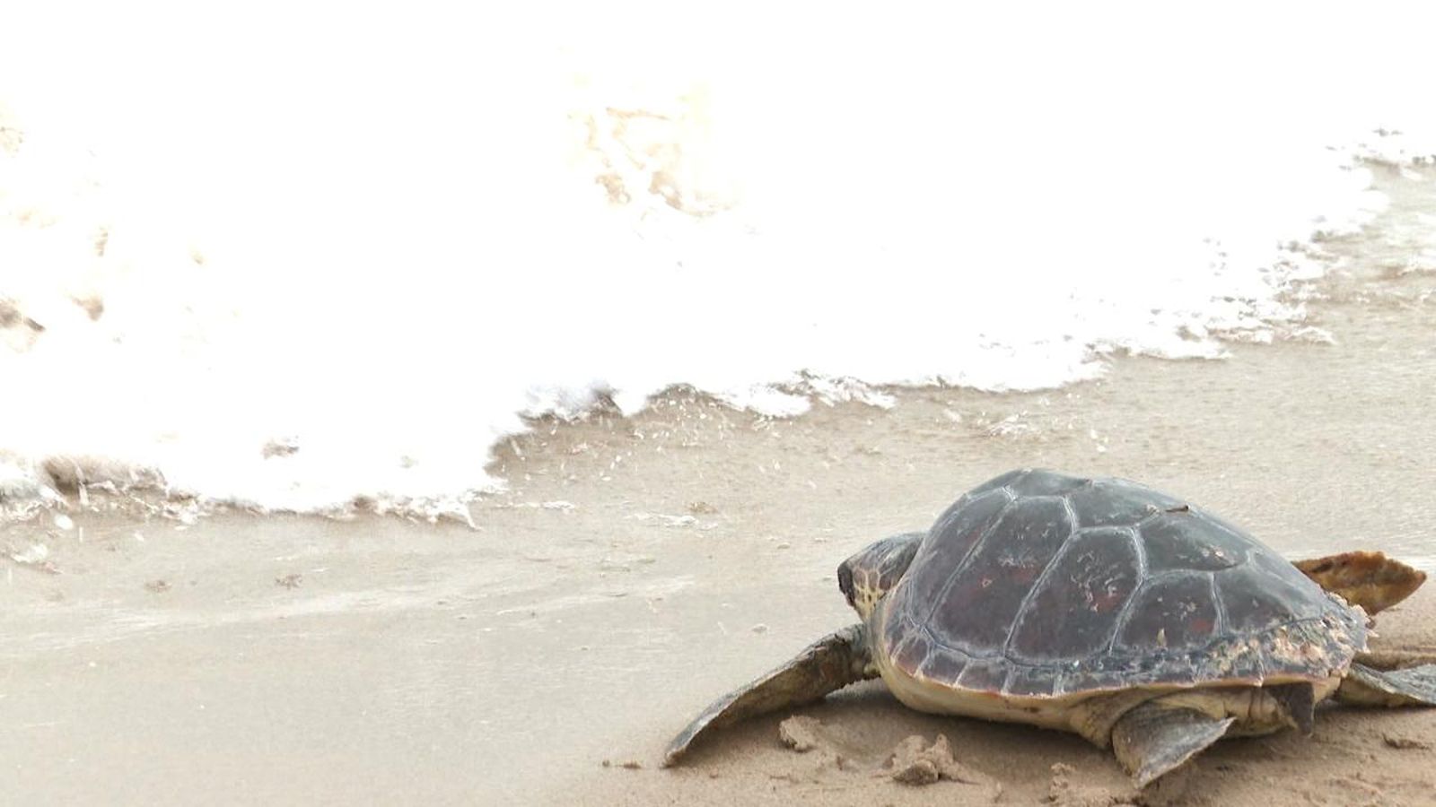 Solta de tortugues al Saler