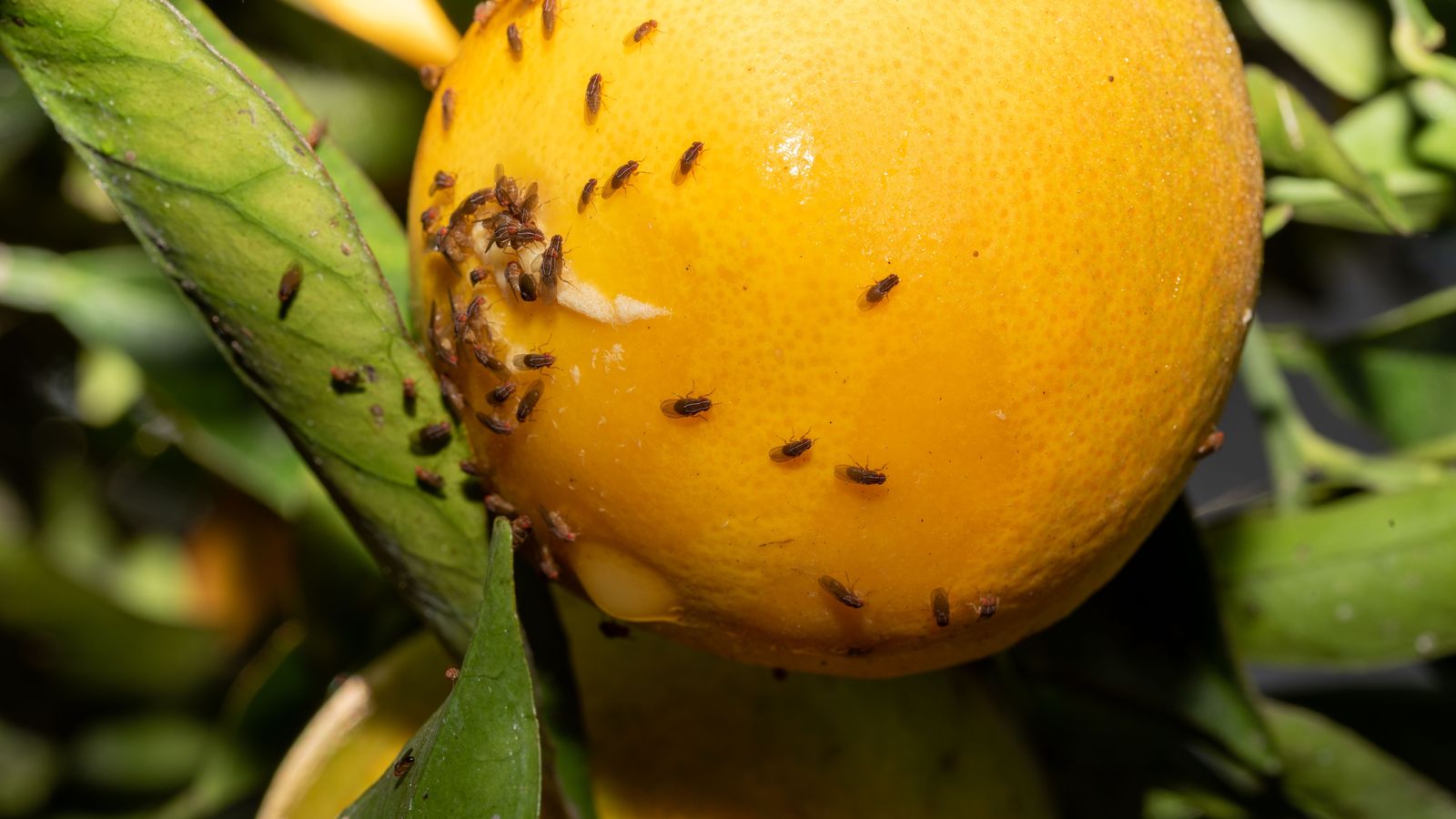 La lluita contra la mosca de la fruita
