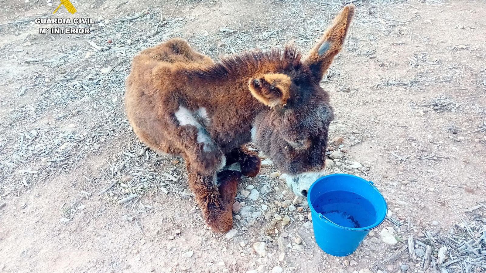La ruca quan encara estava viva