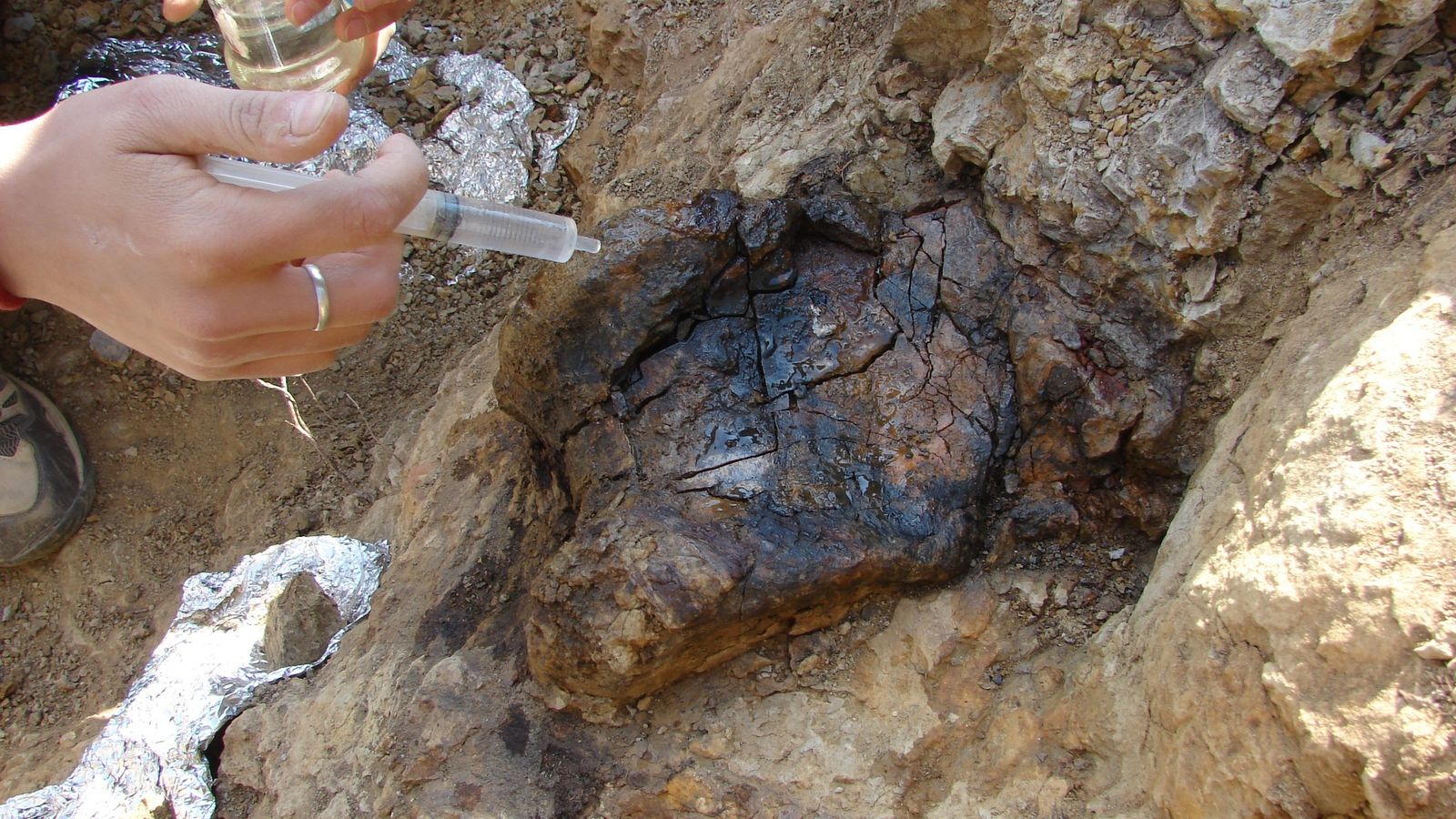 Troben una dent del dinosaure Protathlitis a Morella