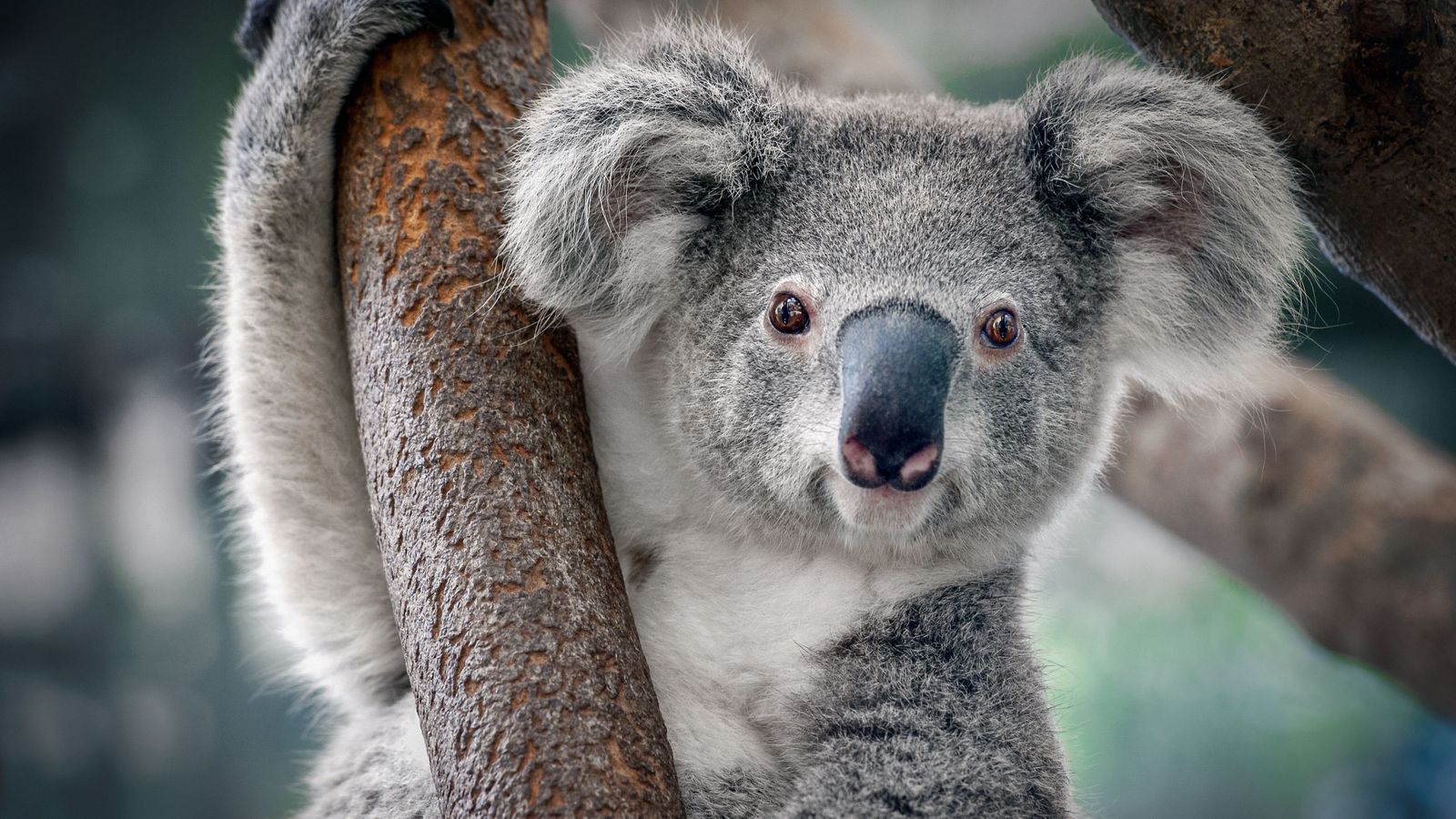 Els koales s'han convertit en una espècie greument amenaçada en determinades parts d'Austràlia