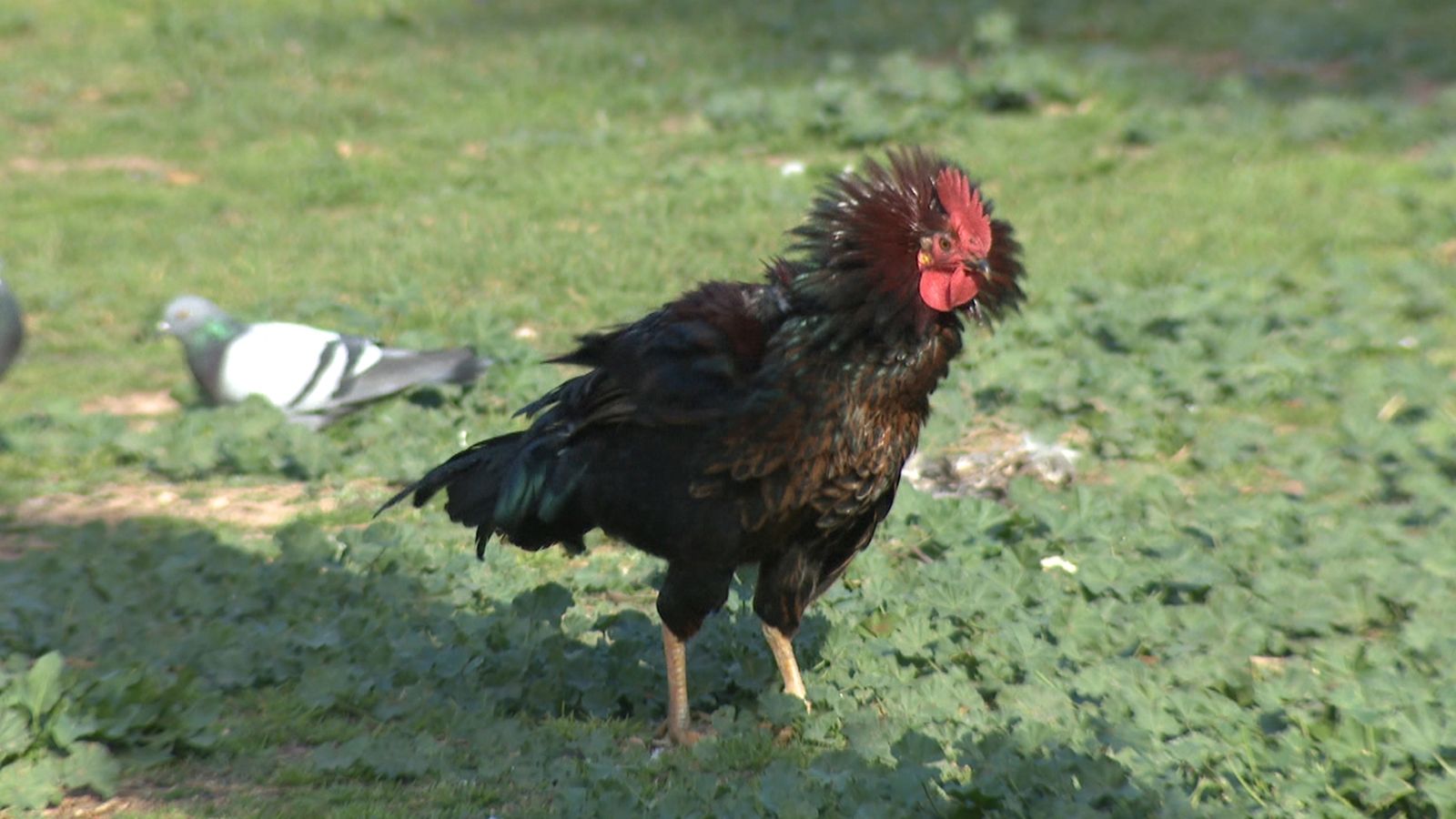 Imatge d'arxiu d'una gallina a Torrevieja
