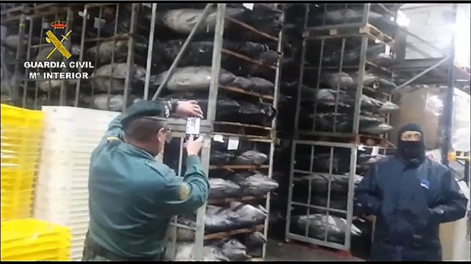 El Seprona a Alacant va iniciar la investigació contra el frau del comerç de la tonyina congelada