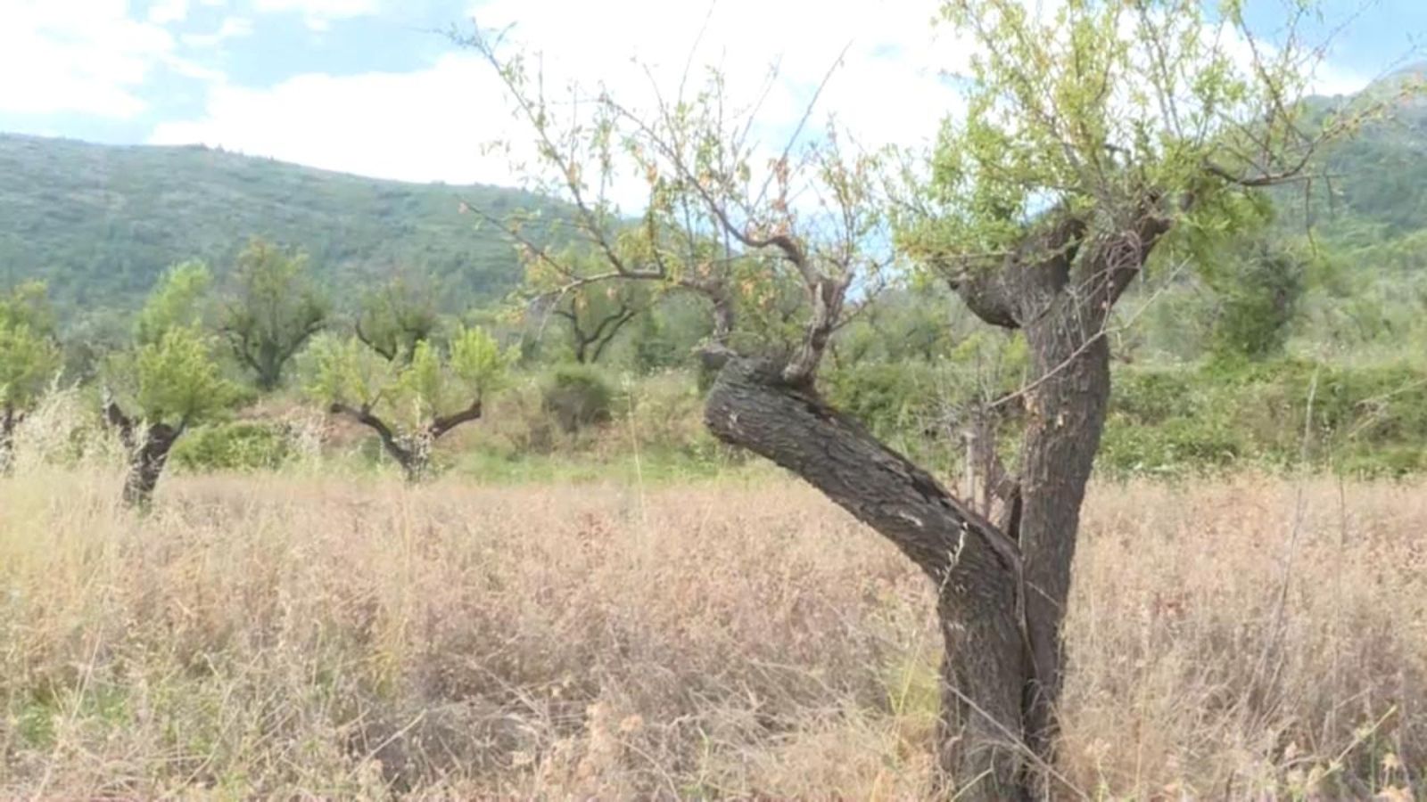 Arbre afectat per la xilel·la