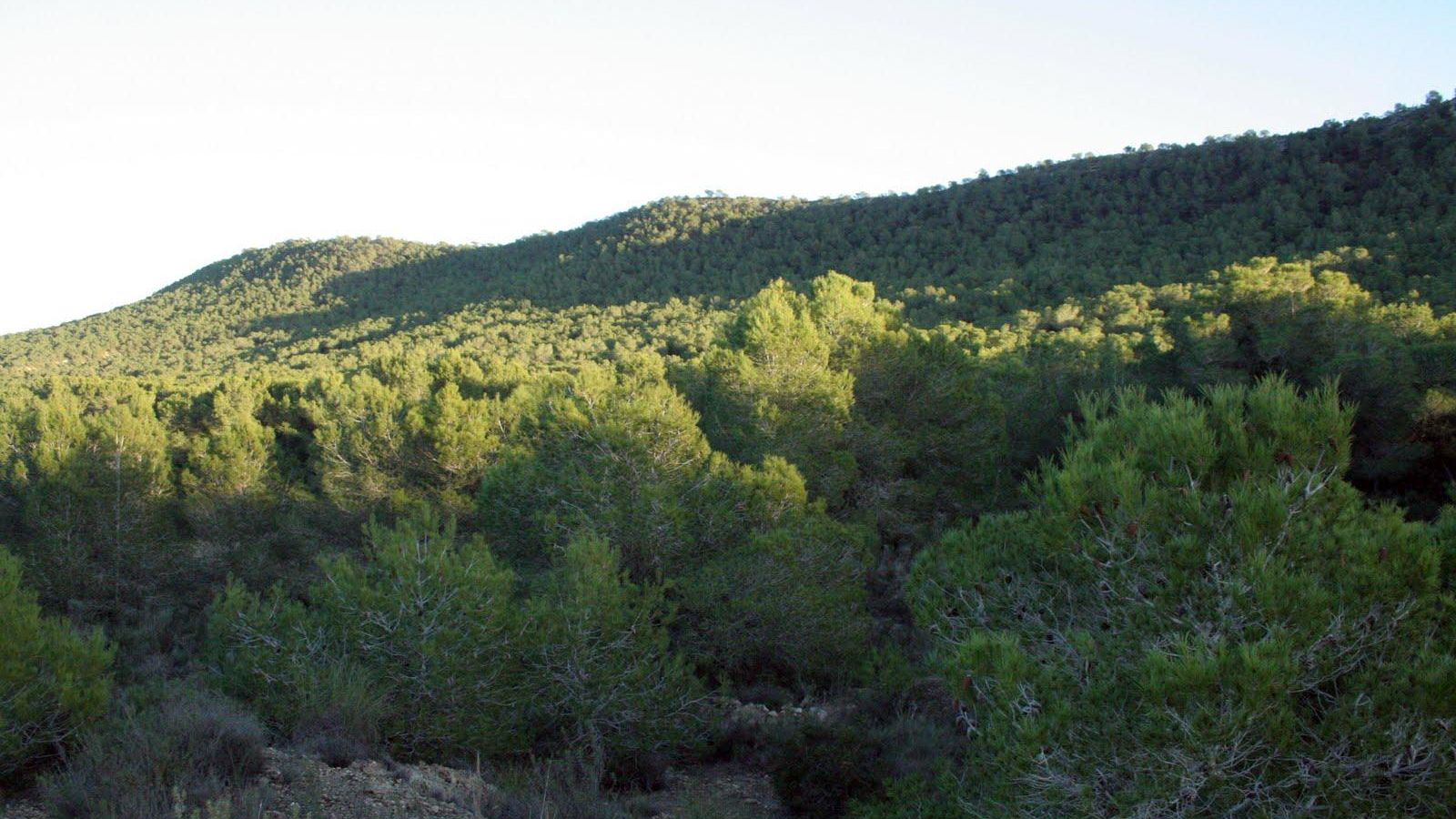 Serra Escalona