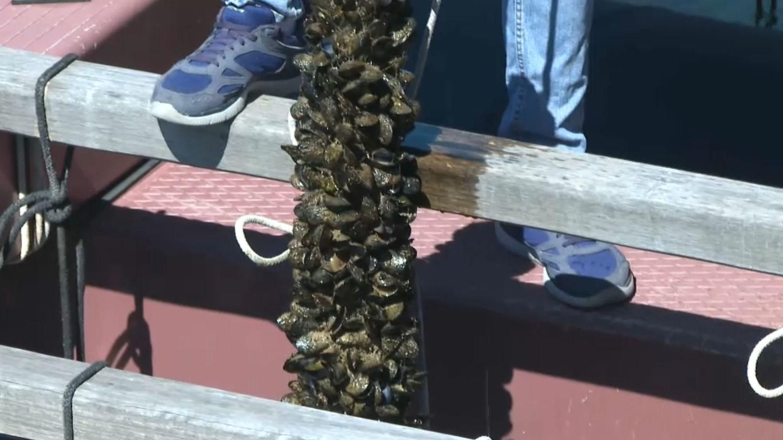 La temporada de clòtxina valenciana s'incia esta setmana i s'allargarà fins a mitjan d'agost