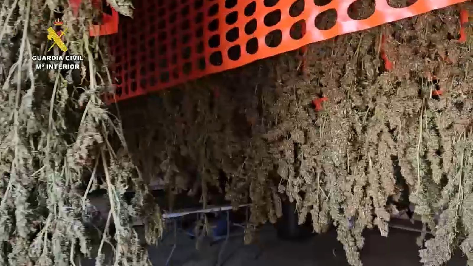 Marihuana interceptada en una empresa de la Safor