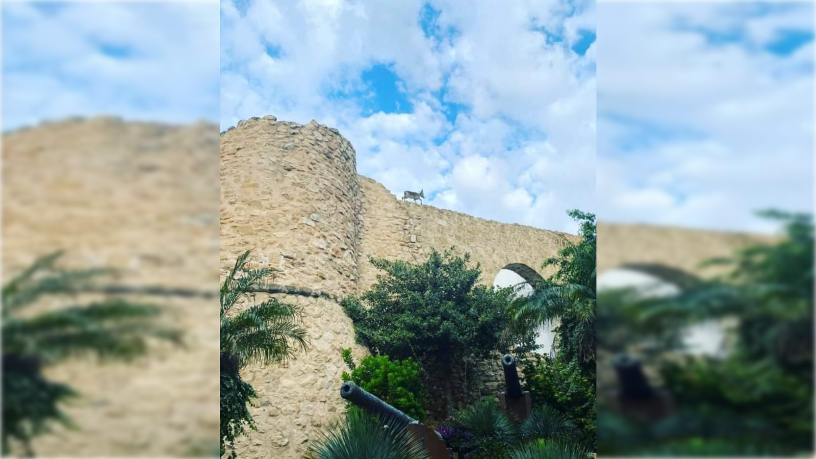 La cabra passeja per la Torrassa de la Peça de Calp