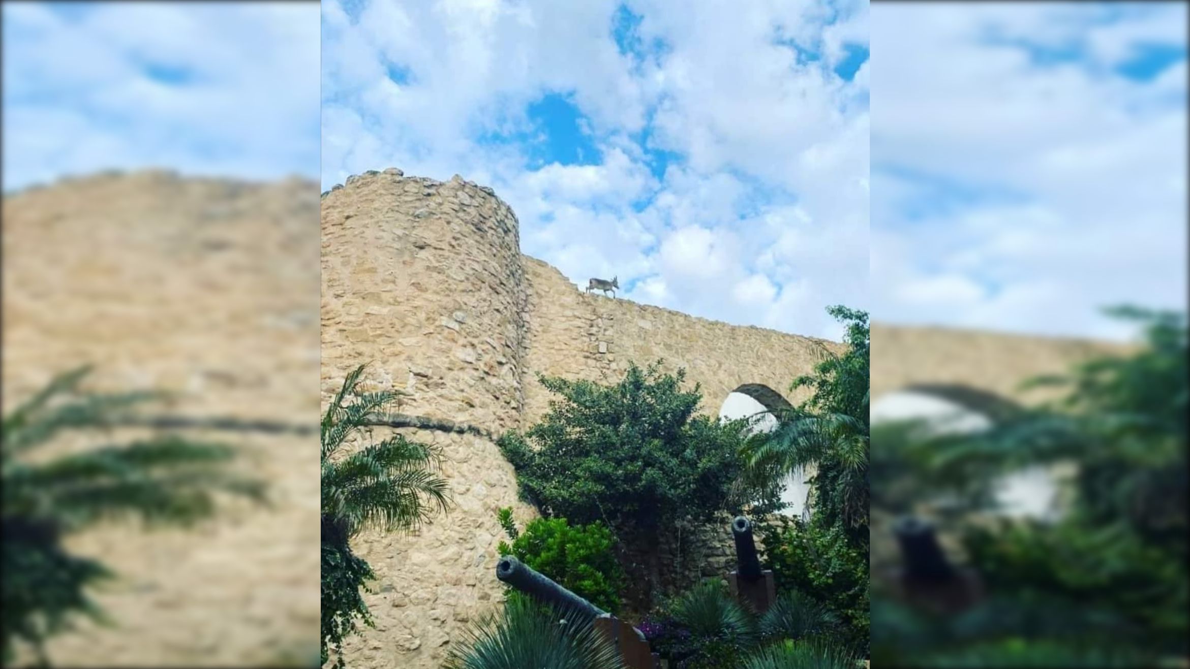 La cabra passeja per la Torrassa de la Peça de Calp La cabra passeja per la Torrassa de la Peça de Calp