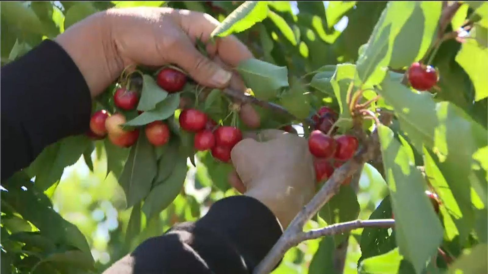 Un home replega les primeres cireres de la temporada a l'Alt Palància