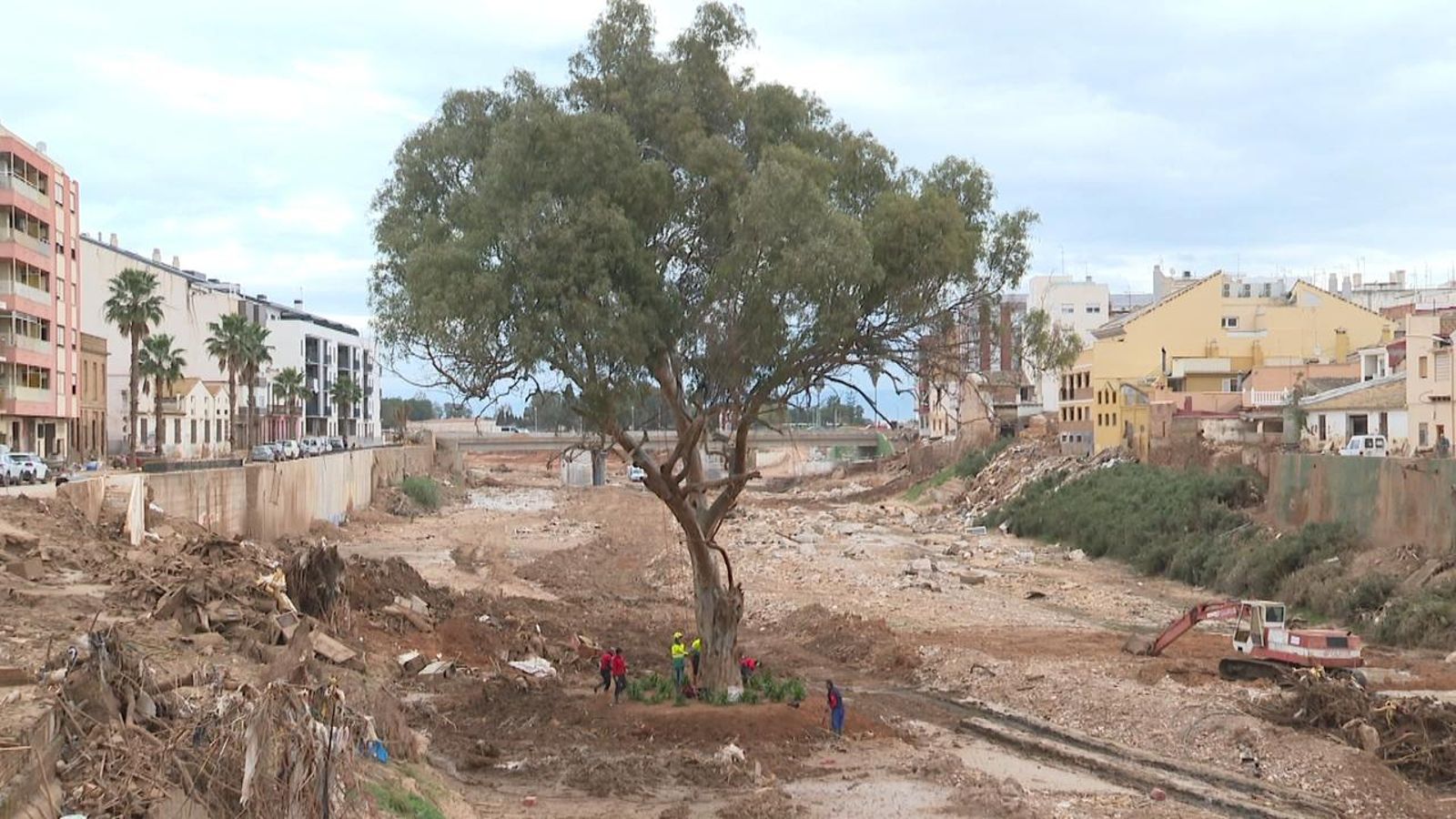 Un grup d'operaris treballa en la neteja i manteniment de l'eucaliptus de Paiporta