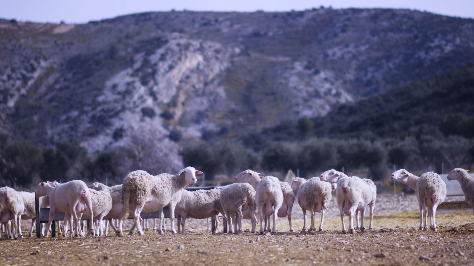 De ferments i qualls de la llet