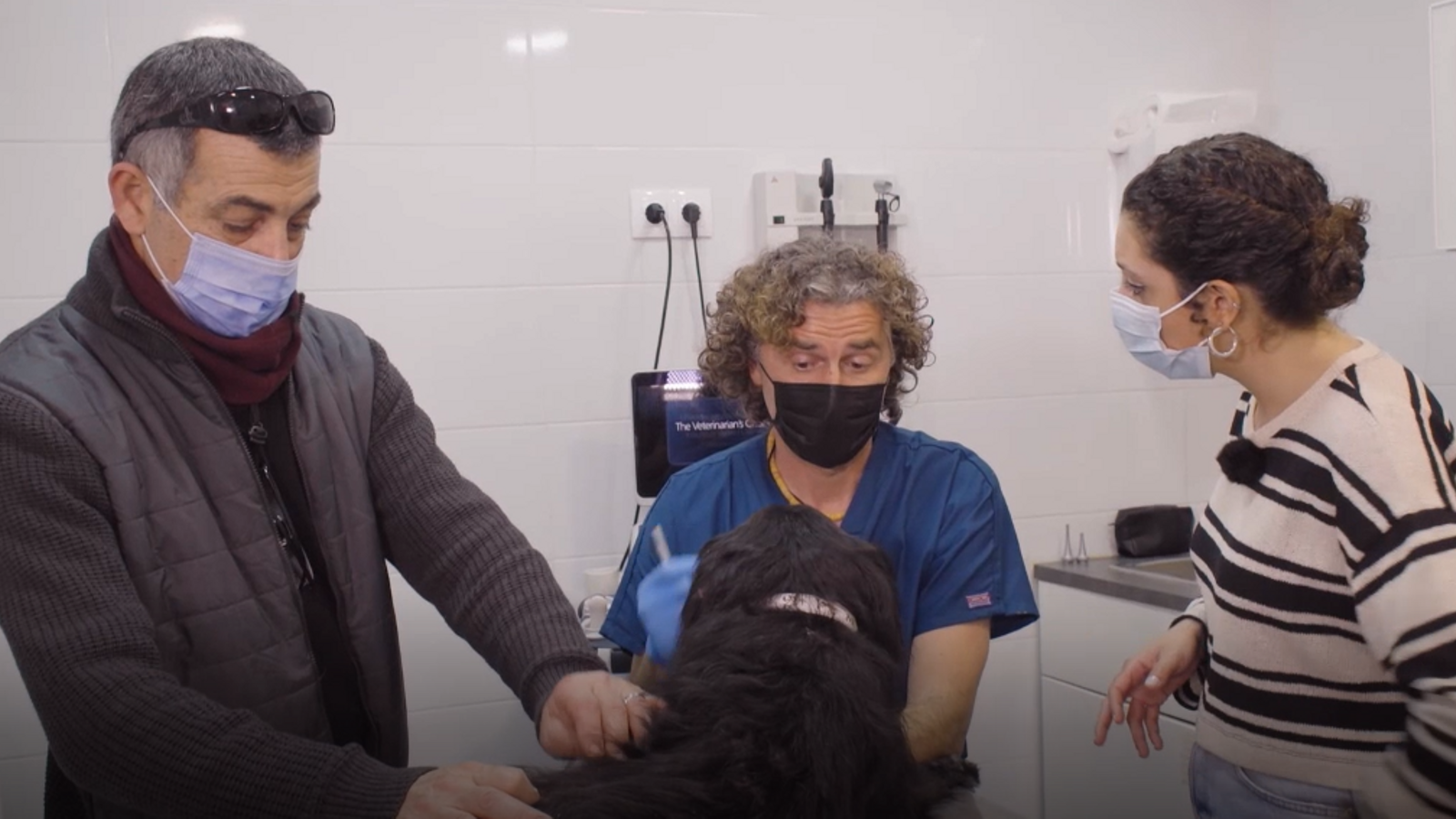 Un gos amb càncer de pell