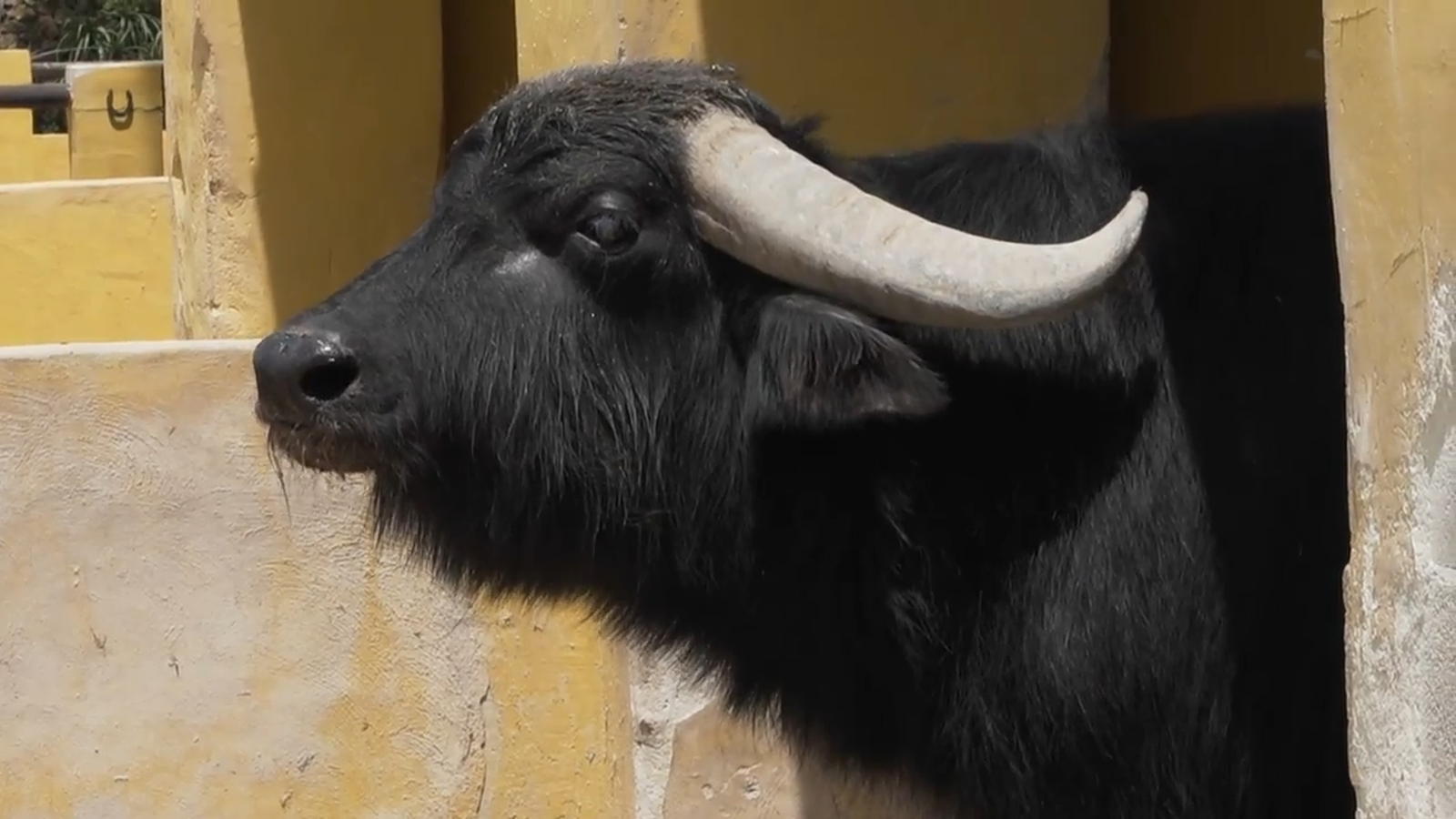 25.06.2022 | Animalades, un món bestial