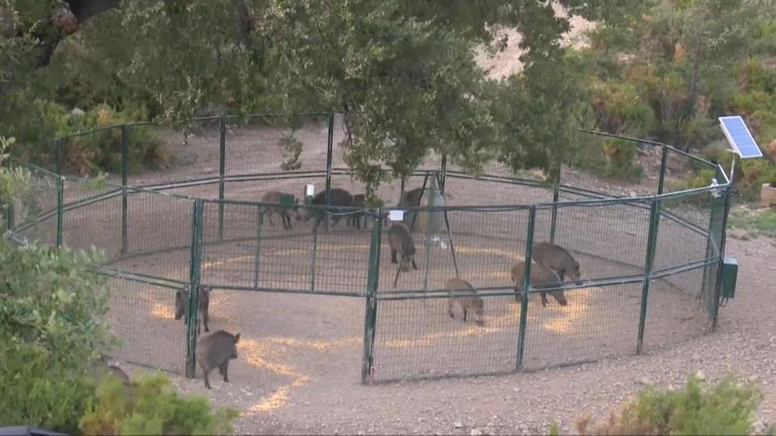 Una de les gàbies instal·lades a les comarques del nord les últimes setmanes per a capturar porcs senglars