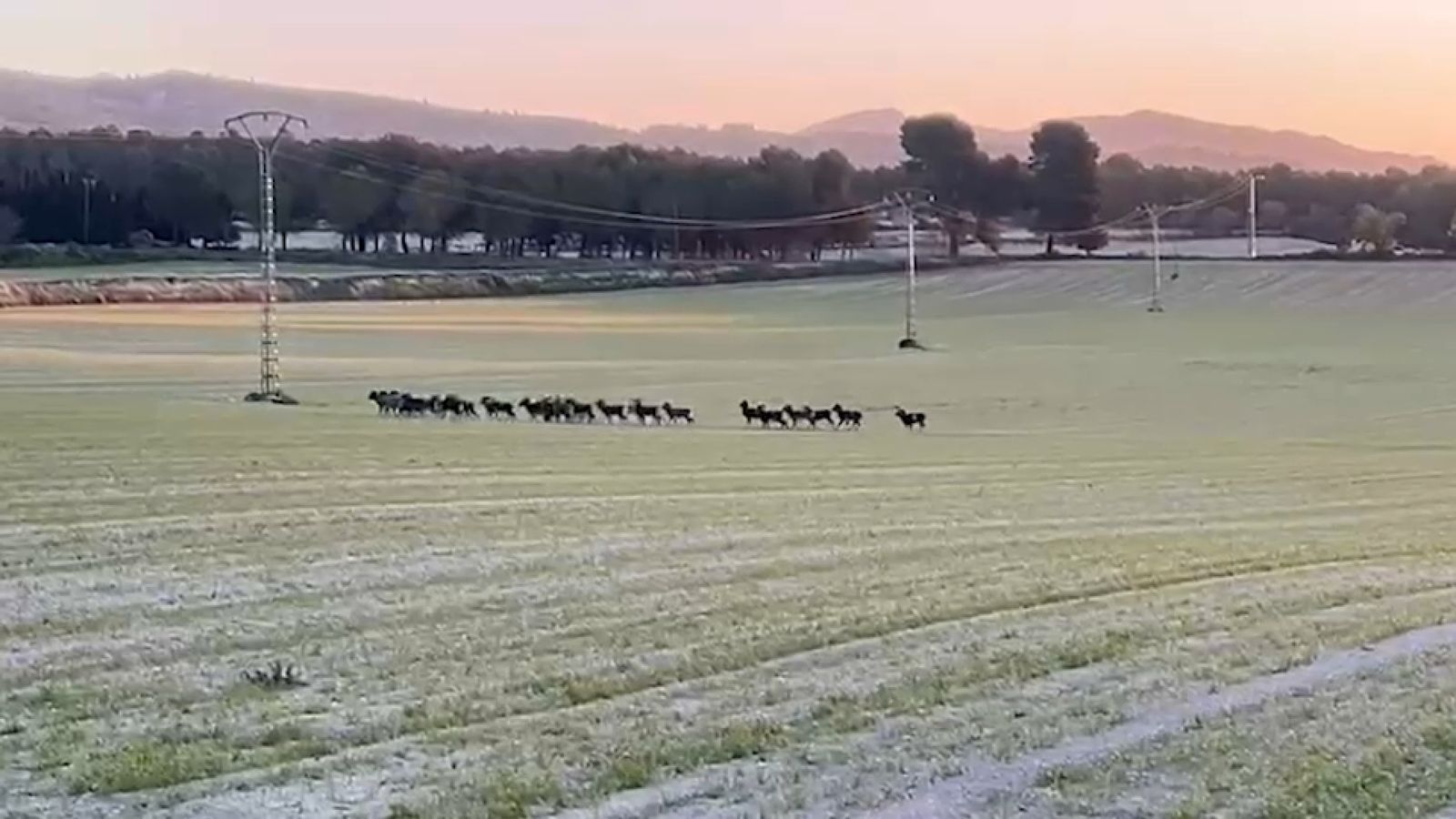 Ramat de muflons a Banyeres de Mariola