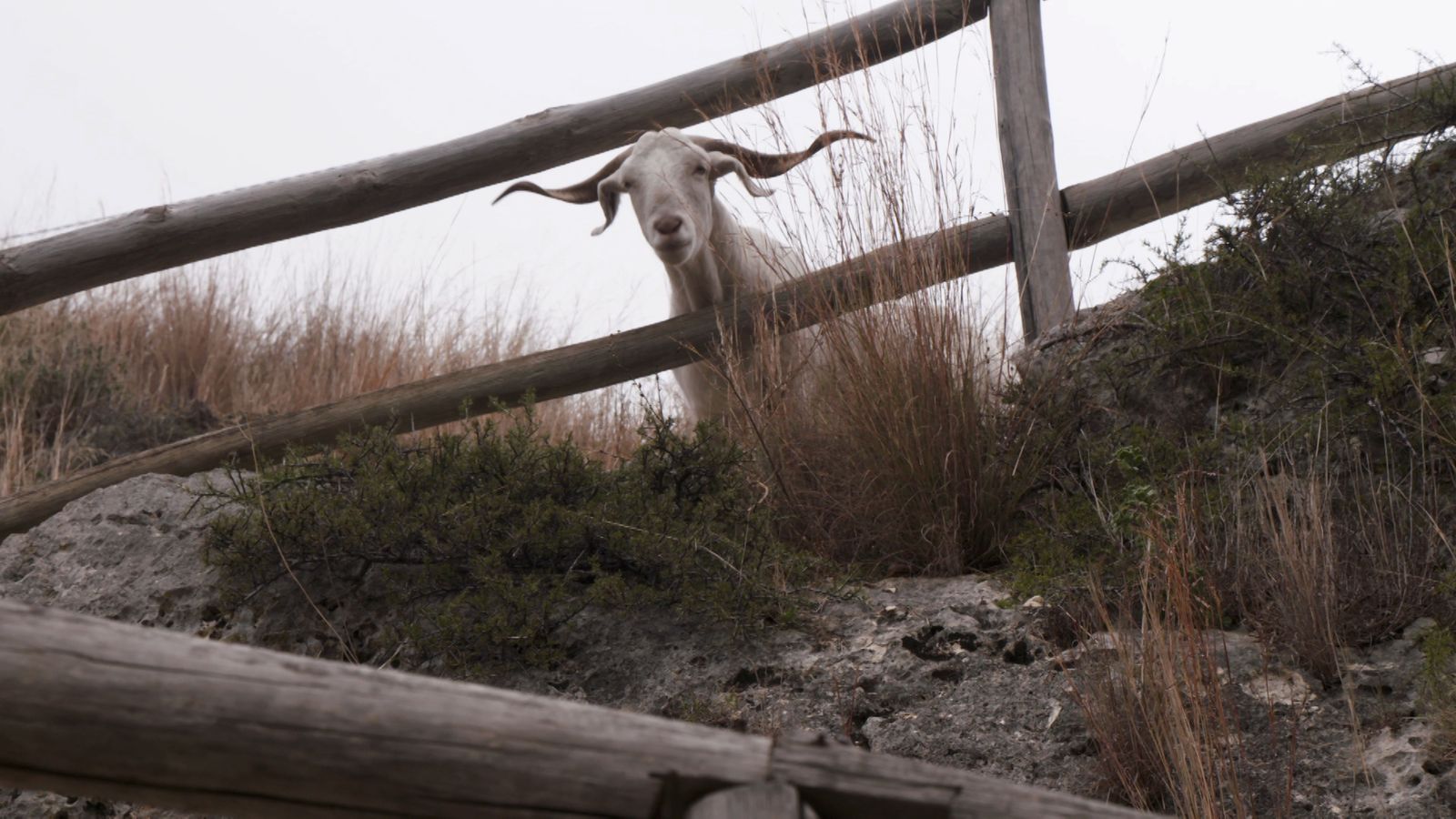 26.04.2026 | Un rinoceront blanc