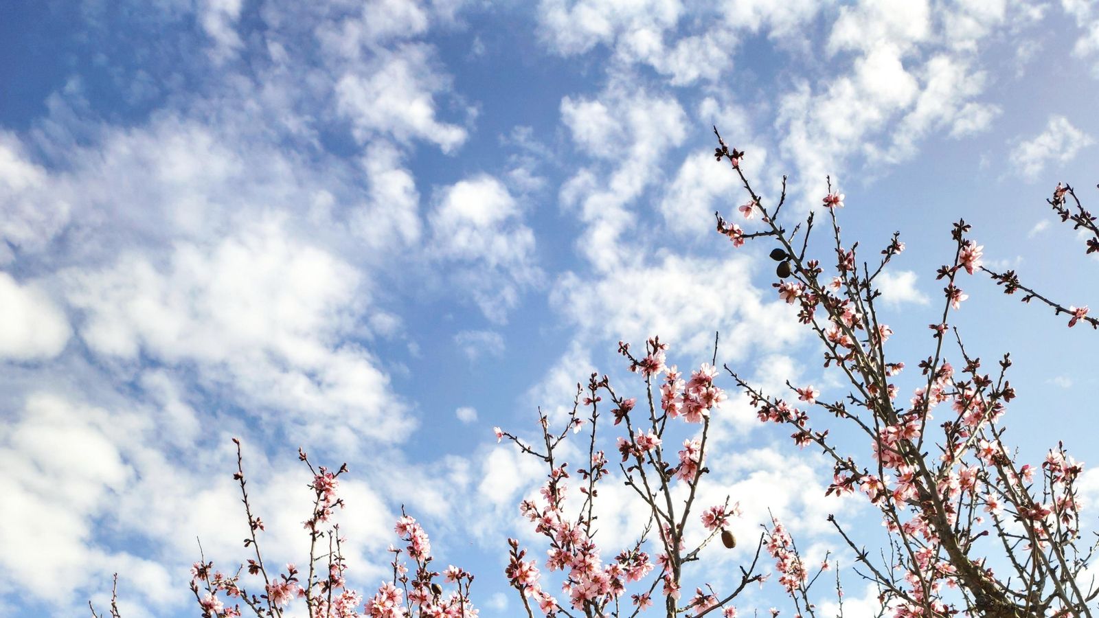 MACASTRE, LA FOIA DE BUNYOL