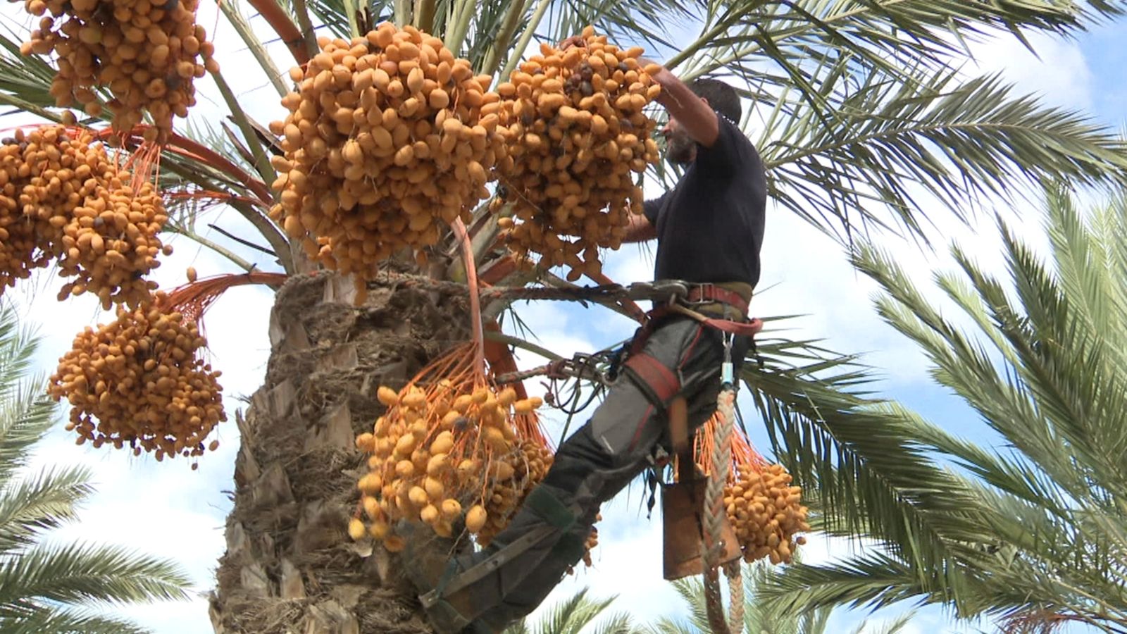 Un palmerer arreplegant dàtils al Palmerar d'Elx