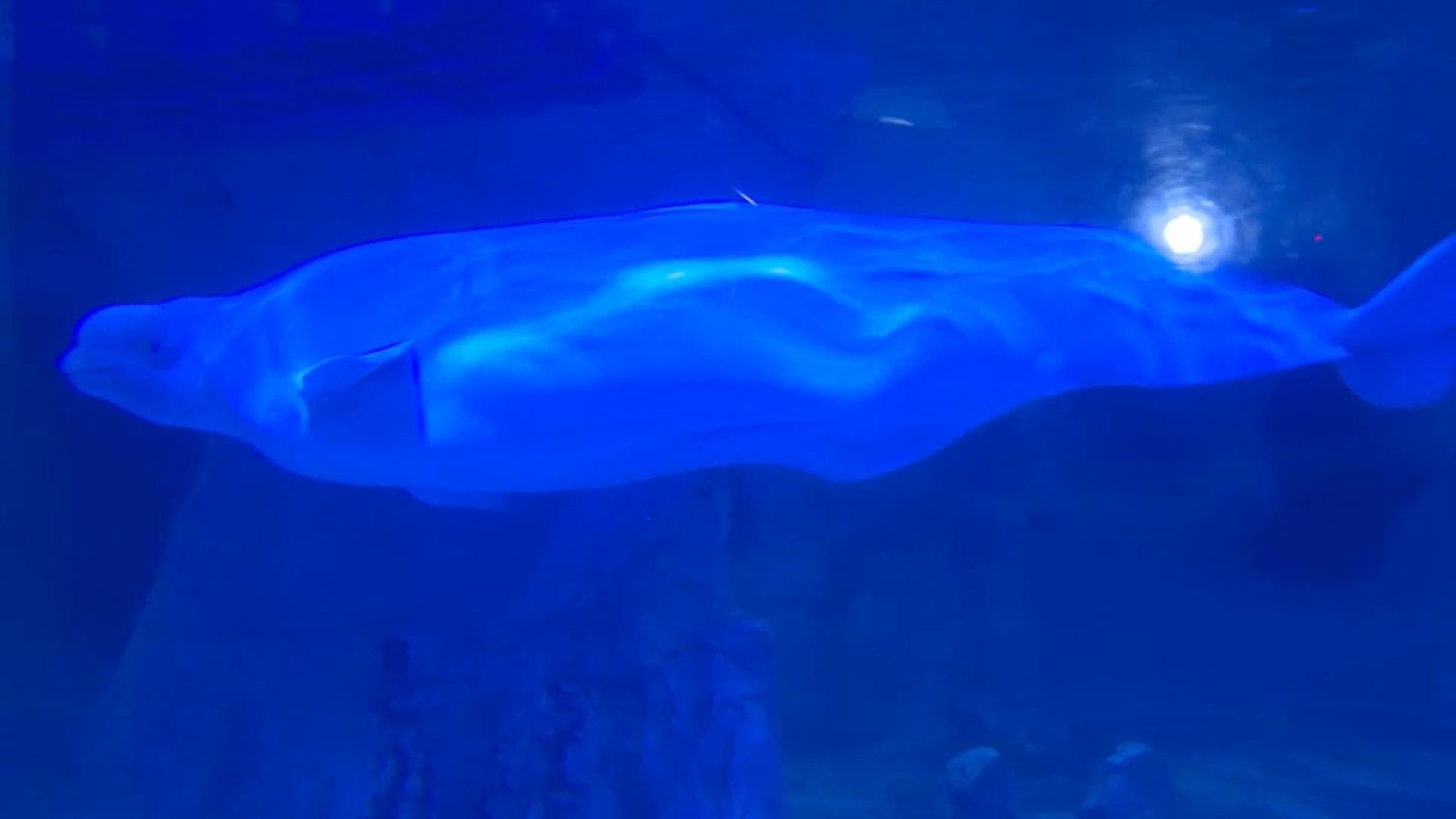 Una de les dues belugues evacuades des d'Ucraïna ja en aigües de l'Oceanogràfic